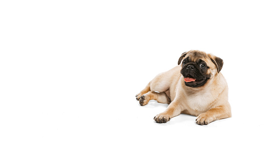 Studio shot of cheerful purebred dog, pug, posing, lying on floor isolated over white background. Concept of movement, pets love, domestic animal life, beauty, domestic pet. Copy space for ad