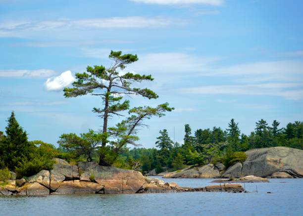 istock Tree and Rocks in Georgian Bay 1414023427