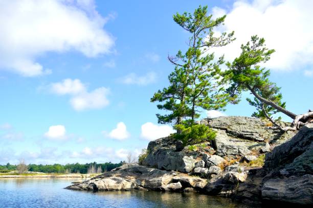 istock Windswept Pines, Georgian Bay 1414023474