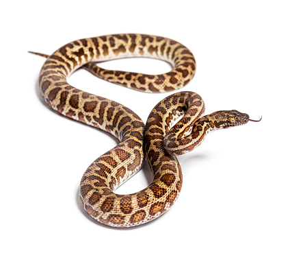 A Ball Python slithering on a white background.