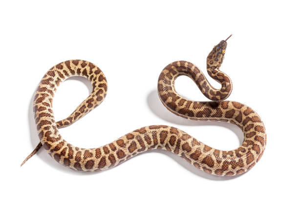 Children's python, Antaresia childreni, sniffing tongue out, isolated on white