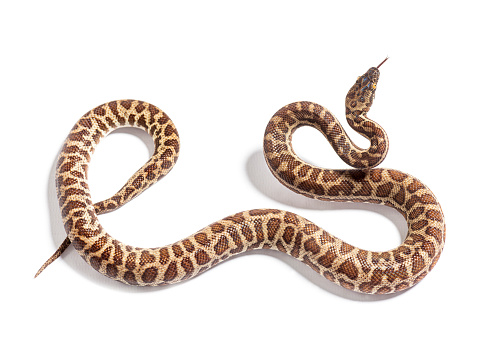 A king cobra snake with body curled and head raised with mouth open and tongue out in strike pose, on a plain reflective surface, surrounded by multi coloured toy plastic snakes. With copy space.