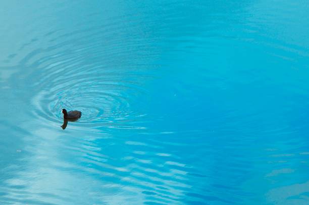 Swimming bird and ripples in water.