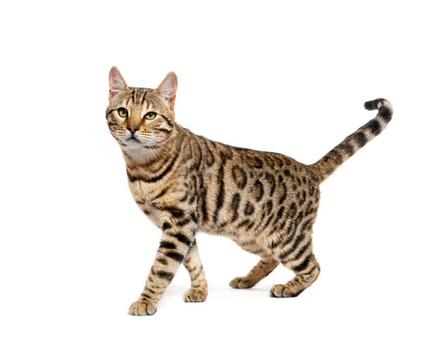 istock Bengal cat walking, isolated on white 1414023609