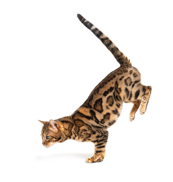 istock Side view of a Bengal cat jumping down, isolated on white 1414023610