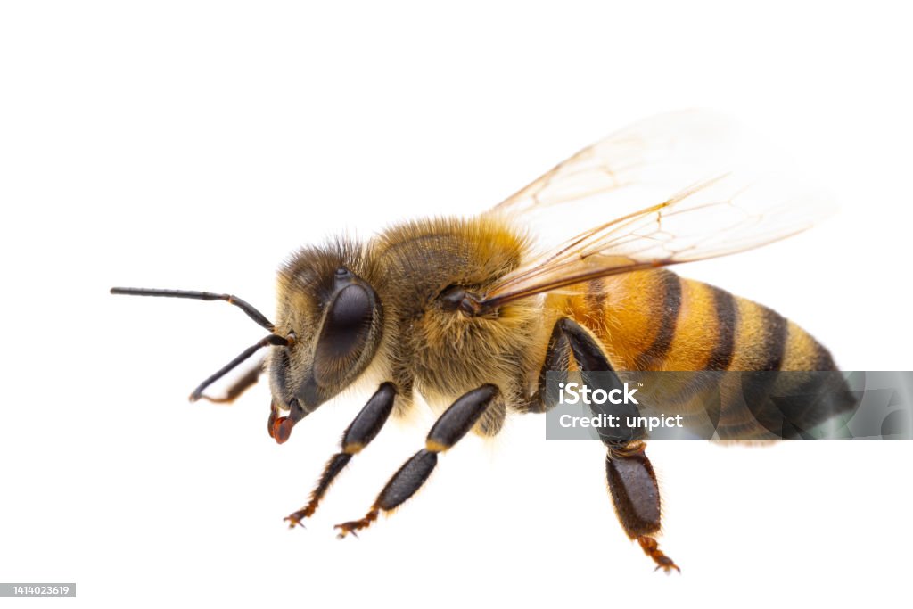 insects of europe - bees: side view macro of european honey bee ( Apis mellifera) isolated on white background - detail of head Bee Stock Photo