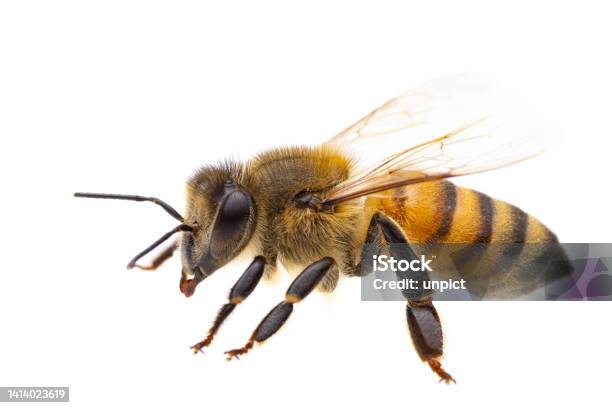Insects Of Europe Bees Side View Macro Of European Honey Bee Isolated On White Background Detail Of Head Stock Photo - Download Image Now