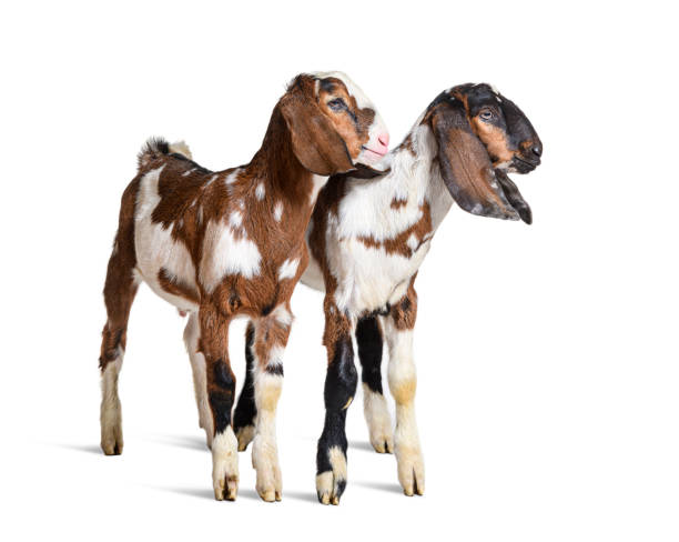 Two Anglo-Nubian goats, isolated on white
