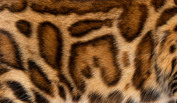 detalle del pelaje de un gato marrón de bengala - bengal cat fotografías e imágenes de stock