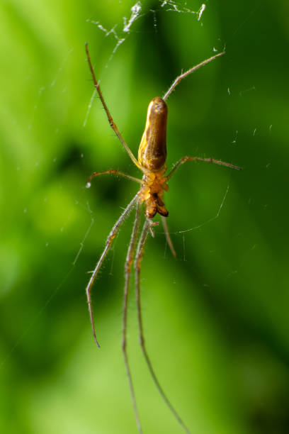 istock Tetragnatha montana on the termuric on a leaf on a summers day 1414024457
