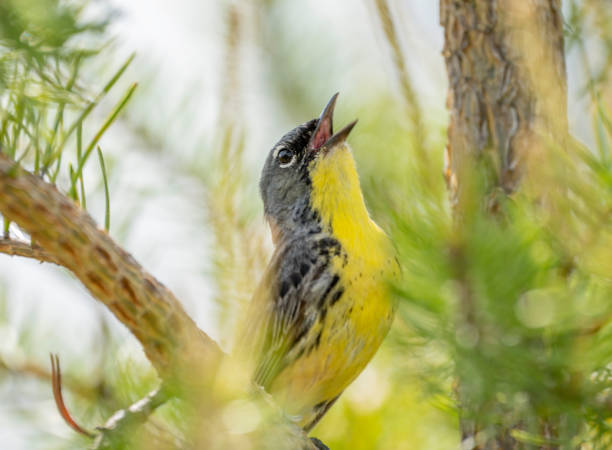 Kirtland's warbler singing A Kirtland's Warbler singing for a mate in a jack pine during spring bird migration. songbird stock pictures, royalty-free photos & images