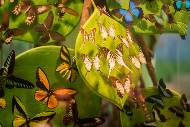 Beautiful, rare butterfly stuffed into a box