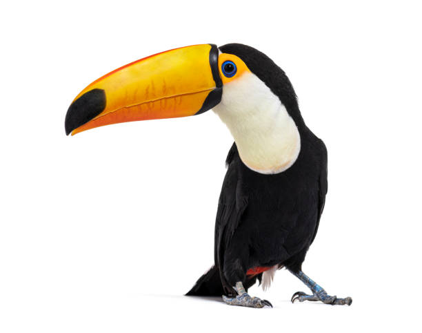 istock Toucan toco, Ramphastos toco, isolated on white 1414025253