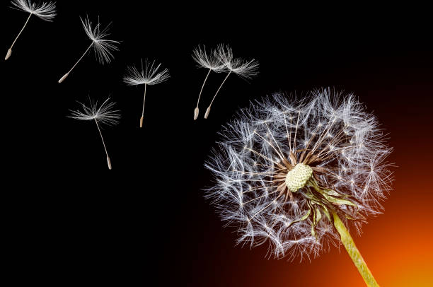 istock Dandelion and flying seeds on black background with orange backlight. 1414025276