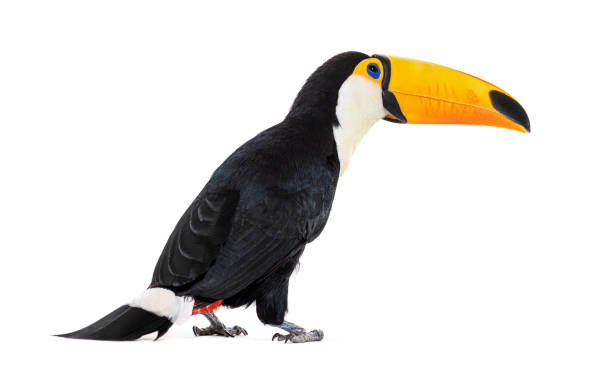 istock Toucan toco, Ramphastos toco, isolated on white 1414025878