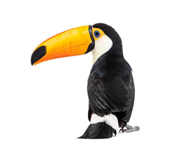 istock Back view of a Toucan toco, Ramphastos toco, isolated on white 1414025881