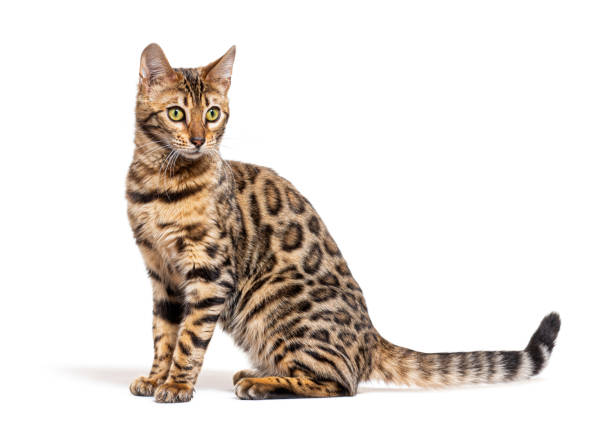 istock side view of a Bengal cat looking down away, isolated on white 1414025938