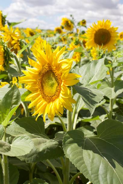 istock Yellow Sunflowers in the Sunshine 1414026250