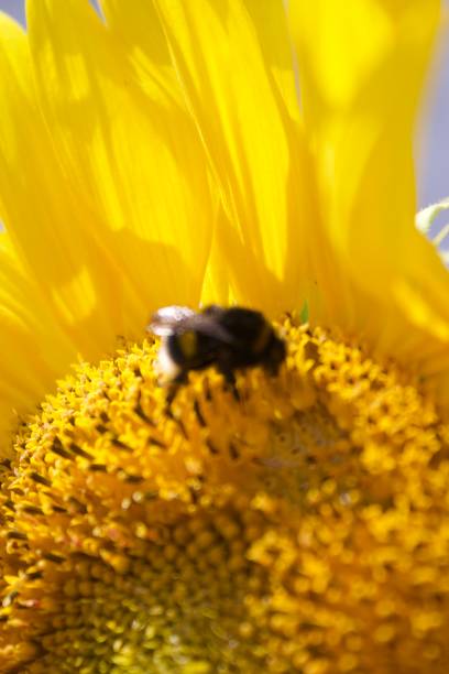 Yellow Sunflowers in the Sunshine with a Bee