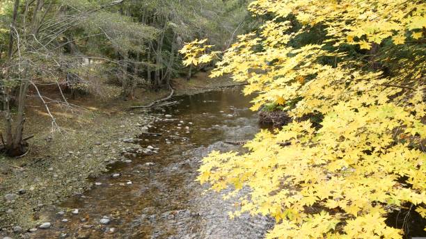 río en bosque, bosque o arboleda, bosques de california. arroyo de agua ondulada - autumn water leaf stream fotografías e imágenes de stock
