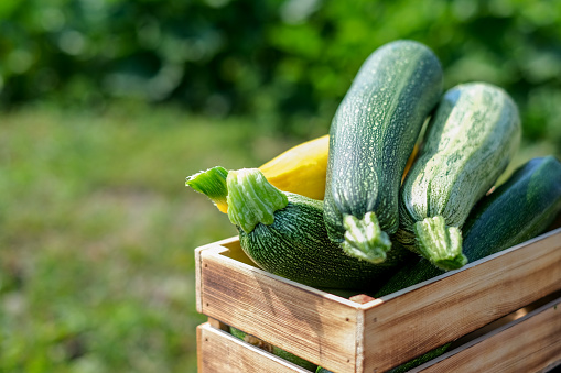 Green and yellow zucchini harvest in wooden box at green garden background. Copyspace
