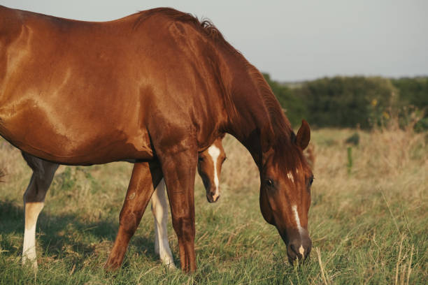 istock Horses grazing in Texas field 1414028309