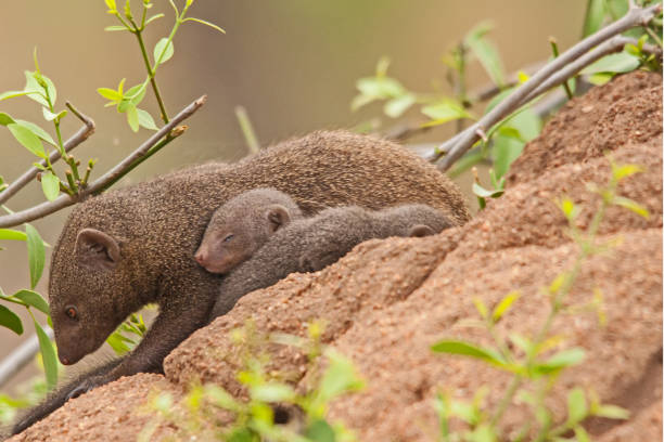 istock Dwarf Mongoose (Helogale parvula) mother with sleeping baby 13815 1414029040