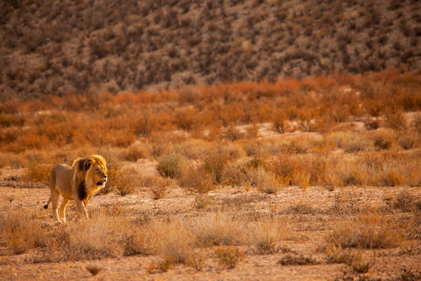 Male Lion (Panthera leo) patroling his territory in Kgalagadi Trans Frontier National Park, Southern Africa