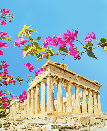 parthenon in athens greece with bougainvillea flowers spring and autumn season