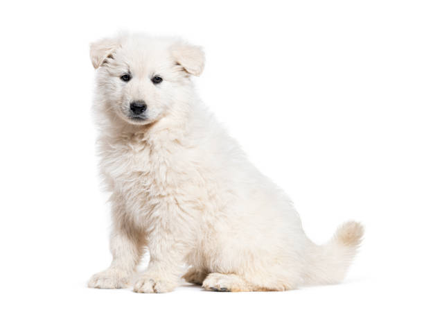 istock Puppy Berger Blanc Suisse, isolated on white 1414029743