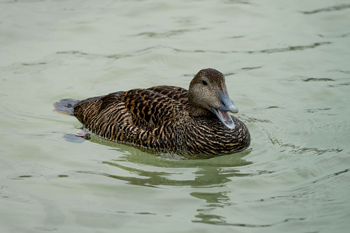 A female Eider duck swimming on a lake and quacking.