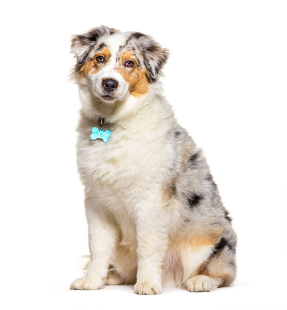 puppy australina shepherd five months old, red merle, isolated - australian shepherd imagens e fotografias de stock