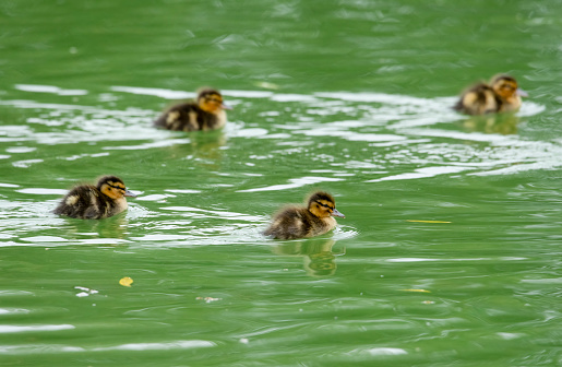 Mallard ducklings swimming on a lake.