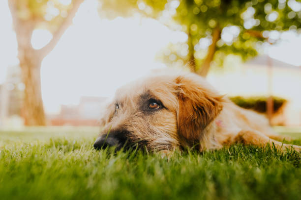 istock Long hair dog laying down on grass in sunset 1414030348