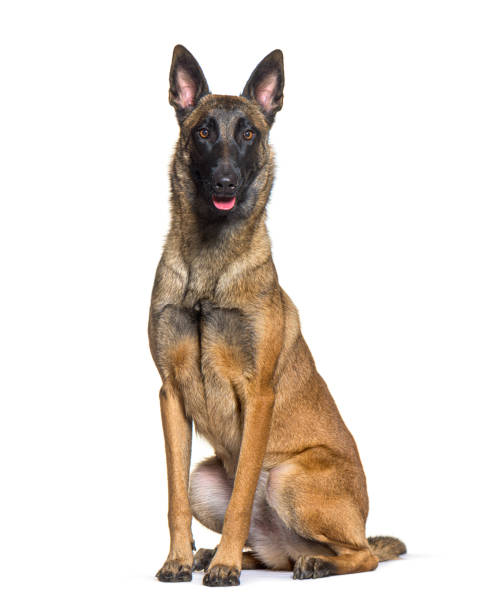 istock Panting and sitting Belgian shepherd Malinois, isolated on white 1414030866