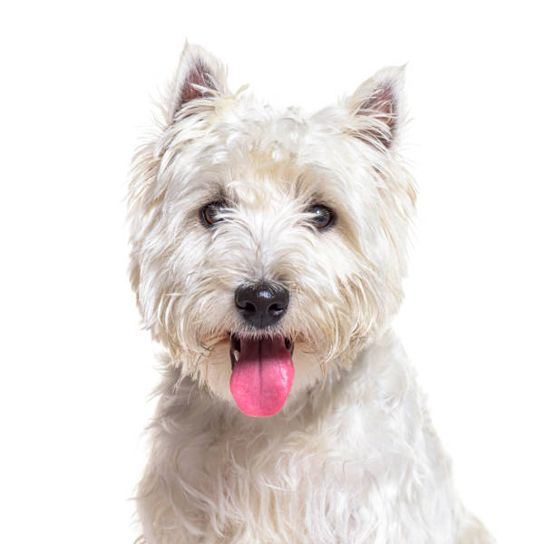 west highland white terrier ou westie, ofegante e de frente, isolado em branco - westy - fotografias e filmes do acervo