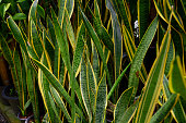 Pattern leaves of sansevieria trifasciata or snake plant in the garden