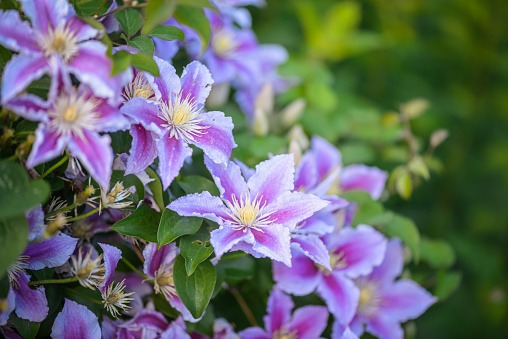 Clematis flowers (Clematis viticella) in a garden