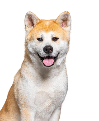 Akita inu head portrait, dog panting and looking at the camera