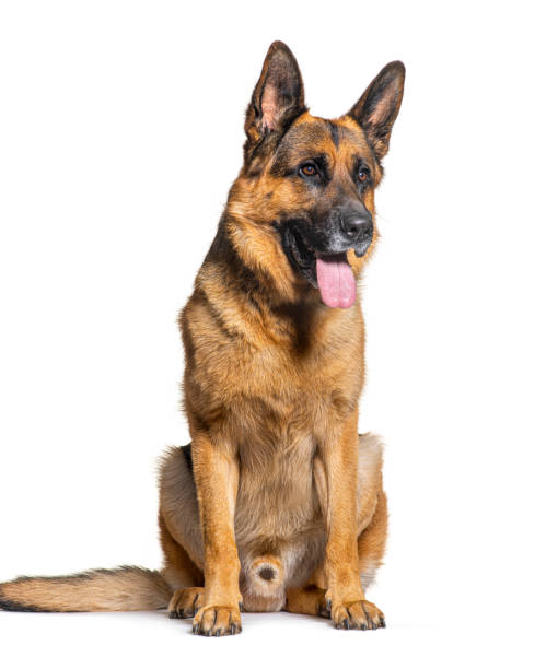istock portrait German shepherd dog panting, sitting and looking away, isolated on white 1414031363
