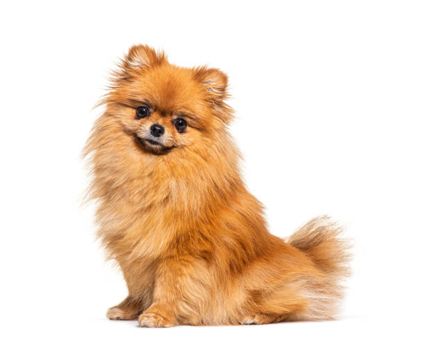 Red Pomeranian dog sitting in front, isolated on white stock photo