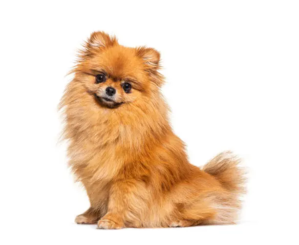 Red Pomeranian dog sitting in front, isolated on white