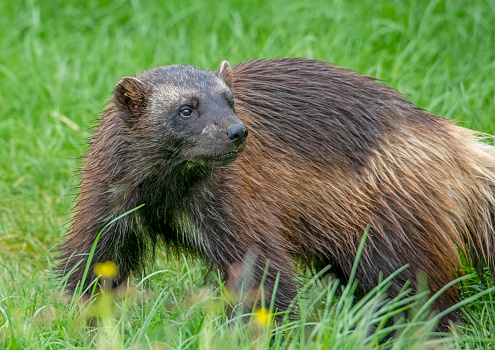 A wolverine in a meadow.