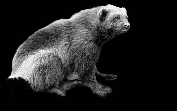 glotón - wolverine endangered species wildlife animal fotografías e imágenes de stock