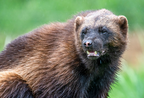 A wolverine in a meadow.