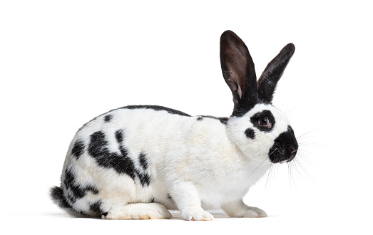 Side view of a Checkered Giant rabbit, isolated on white