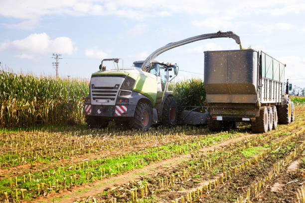 istock Farming vehicle collecting maize on field 1414032948