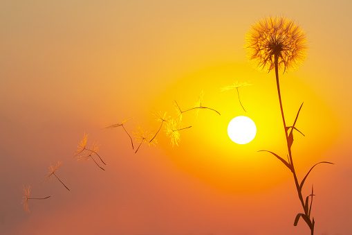 Silhouettes of flying dandelion seeds on the background of the sunset sky and sun. Nature and botany of flowers