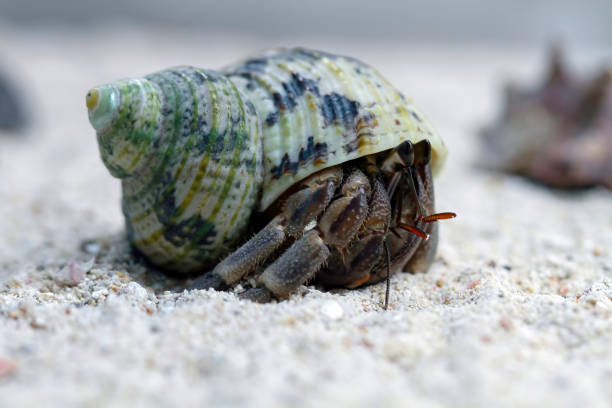 gros plan d’un magnifique crabe ermite - hermit crab pets animal leg shell photos et images de collection