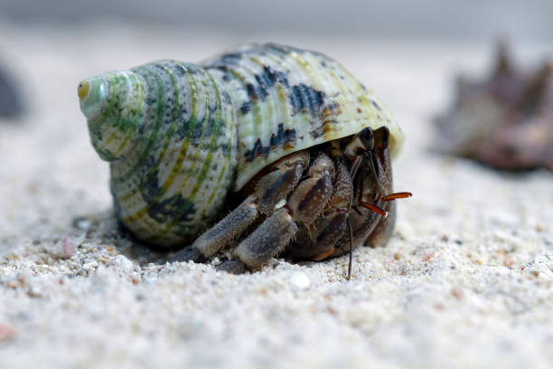 istock close-up of beautiful hermit crab 1414033239